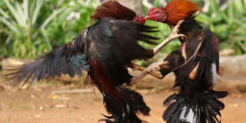 Mẹo chơi gà cựa dao cực từ nhiều chuyên gia